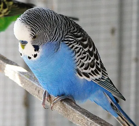 budgerigar: a species of small green parakeet, Melopsittacus undulatus, native to inland Australia; a common...