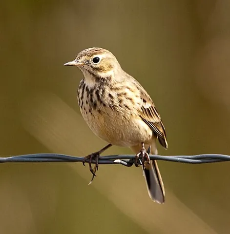 buff-bellied pipit: anthus rubescens, a small songbird found on both sides of the northern Pacific