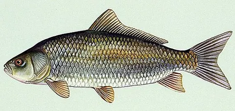 buffalo fish: any of several North American freshwater sucker fishes of the genus Ictiobus, similar to carp but...