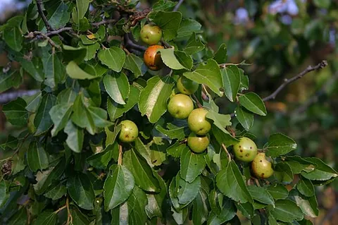 buffalo thorn: a tree, native to southern Africa, of species Ziziphus mucronata