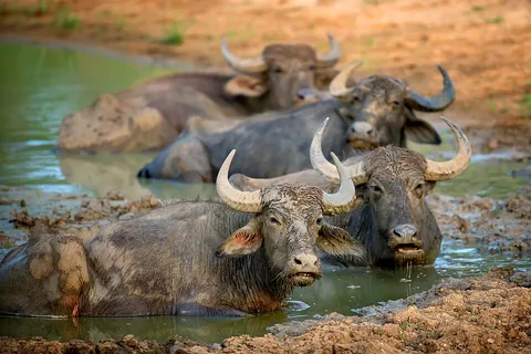 buffalo: an animal from the subtribe Bubalina, also known as true buffalos, such as the Cape buffalo,...