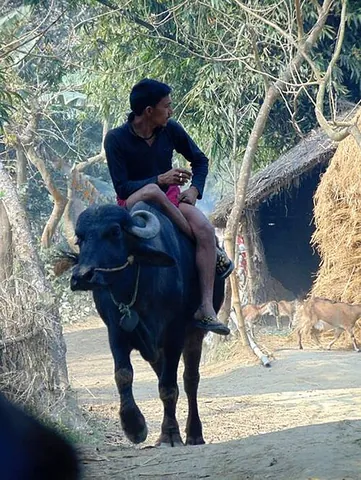 buffaloback: the back of a buffalo (using for riding upon or carrying burdens)