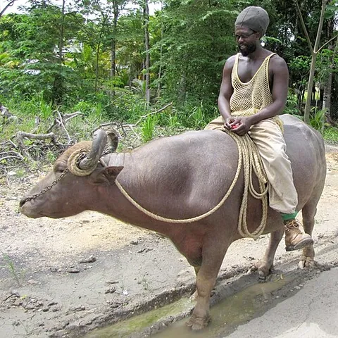 buffalypso: a variety of water buffalo (Bubalus bubalis), developed in 1949 by Trinidad veterinarian Stephen...