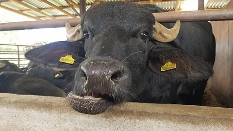 buffle: a buffalo
