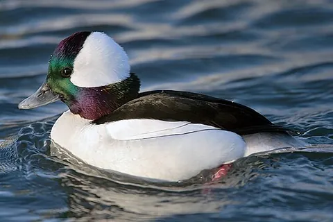 bufflehead: a duck in the goldeneye genus, Bucephala albeola