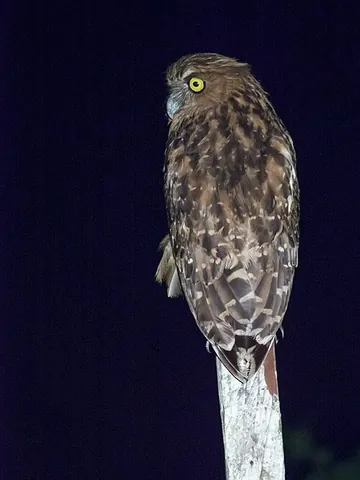 buffy fish owl: malay fish owl (Ketupa ketupu), of the family Strigidae