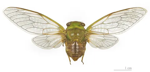bug: an insect of the order Hemiptera (the “true bugs”)