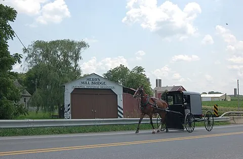 buggy: a small horse-drawn cart