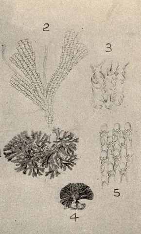 buguliform: resembling the bryozoa of the genus Bugula