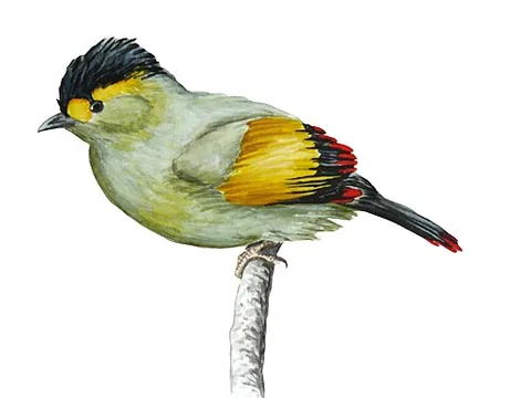 bugun liocichla: liocichla bugunorum, a species of liocichla bird