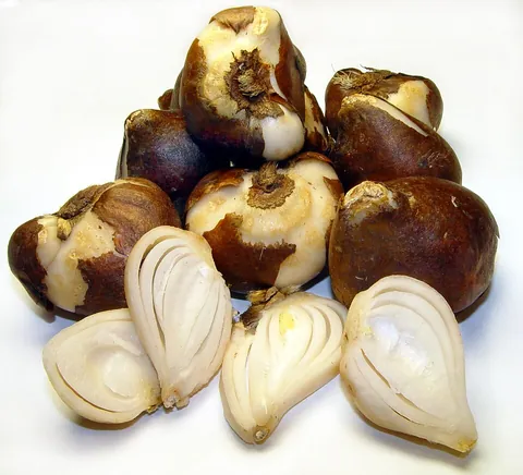 bulb: the bulb-shaped underground portion of a plant such as a tulip, consisting of a shortened stem and...