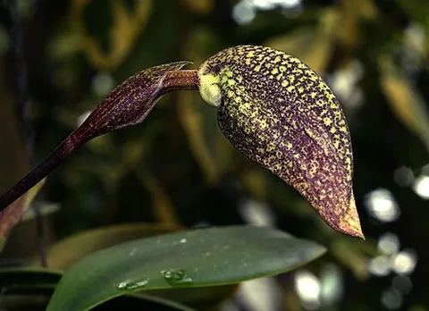 bulbophyllum: any of the orchids of the genus Bulbophyllum, which are epiphytes and lithophytes