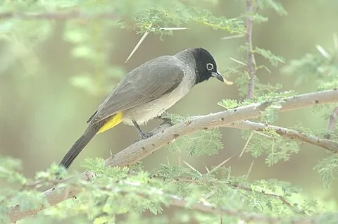 bulbul: any of several passerine songbirds, of the family Pycnonotidae (currently, 27 genera recognized),...