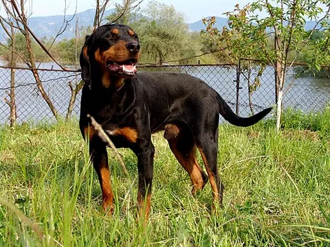 bulgarian hound: a breed of scenthound originating in Bulgaria