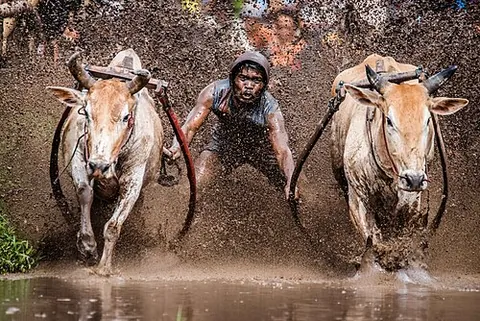 bull race: a traditional event where bulls (often paired) race; popular in various cultures, most famously...