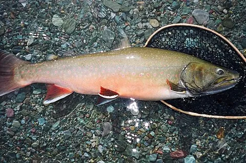 bull trout: salvelinus confluentus, a char of the family Salmonidae, native to northwestern North America