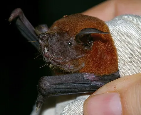 bulldog bat: any of the bats of the family Noctilionidae, sole extant genus Noctilio