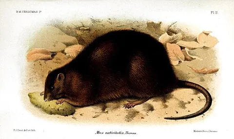 bulldog rat: a dark rat once endemic to Christmas Island (†Rattus nativitatis), now extinct