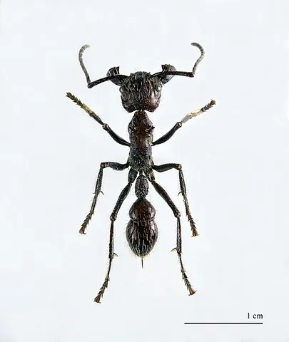 bullet ant: a stinging ant (Paraponera clavata) the toxin of which causes intense pain for about a day, native...