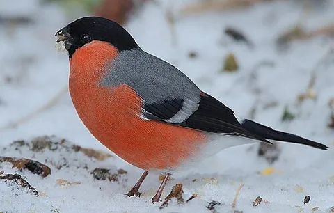 bullfinch: the Eurasian bullfinch (Pyrrhula pyrrhula)