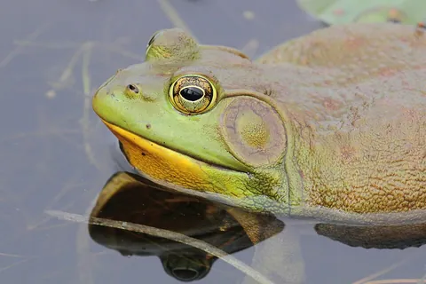 bullfrog: any of various frogs having a croak that resembles the bellow of a cow or bull