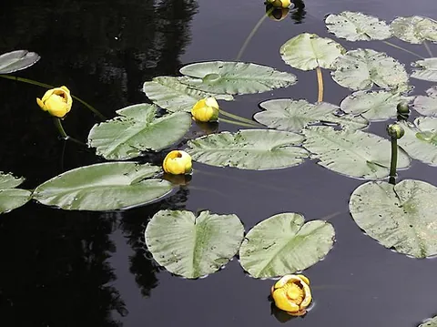 bullhead lily: nuphar variegata, native to Canada and the northern United States