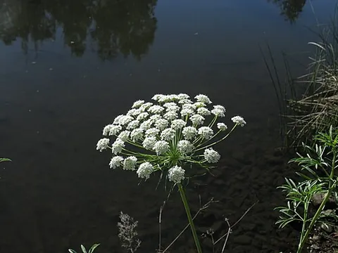 bullwort: a plant, bishop's weed, Ammi majus