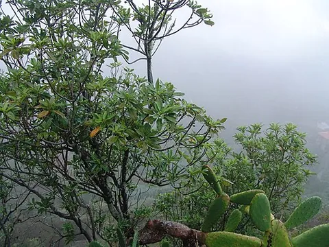 bully tree: sideroxylon spp