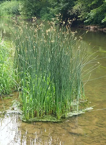 bulrush: a plant referred to in the story of Moses as growing along the banks of the Nile, which is believed...