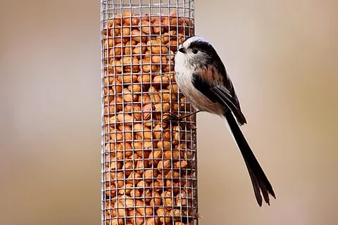 bumbarrel: a long-tailed tit, a small passerine bird; Aegithalos caudatus