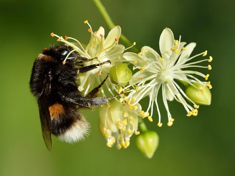 bumblebee: any of several species of large bee in the genus Bombus