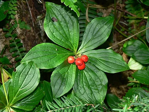 bunchberry: cornus suecica - Eurasian bunchberry or northern bunchberry