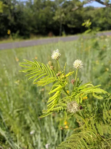 bundleflower: any flowering plant of the genus Desmanthus, native to the tropical and subtropical Americas,...