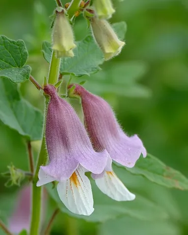 bungu: a plant, Ceratotheca sesamoides, placed among the Pedaliaceae (pedalium family or sesame family)
