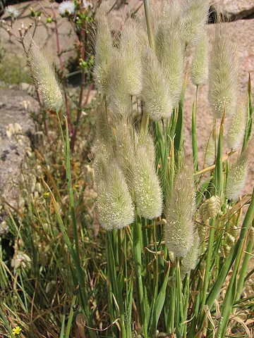 bunny grass: any of the species in the genus Lagurus of ornamental grasses