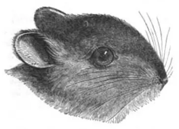 bunny rat: a species of rodent, Reithrodon auritus, found in southern South America