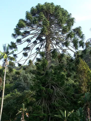 bunya pine: a tree (Araucaria bidwillii) native to south-east Queensland in Australia