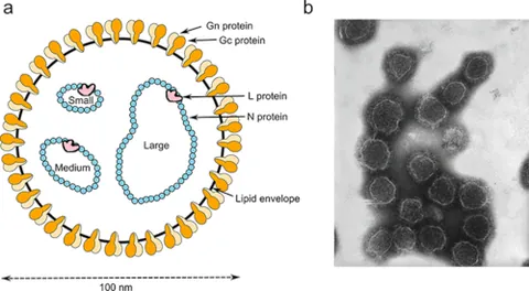 bunyavirus: any of the Bunyaviridae, a family of negative-stranded RNA viruses, now most typically in genus...