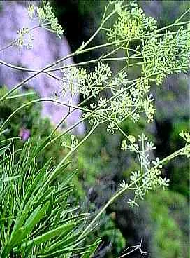 bupleurum: any member of the genus Bupleurum of apiaceous plants