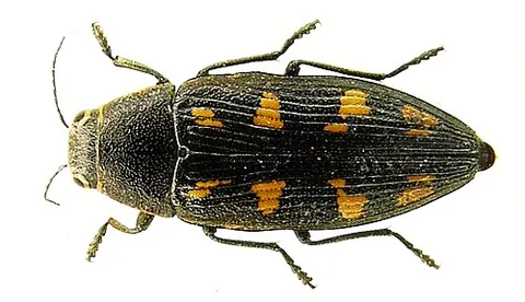 buprestid: any of the many beetles of the family Buprestidae, which in the larval stage are destructive wood...