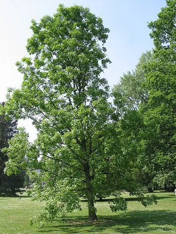 bur oak: quercus macrocarpa