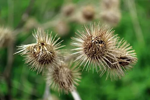 bur: a rough, prickly husk around the seeds or fruit of some plants