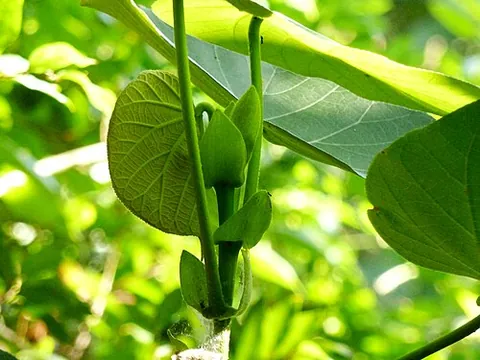 burao: a tropical flowering tree, cottonwood hibiscus (Talipariti tiliaceum, syn. Hibiscus tiliaceus),...