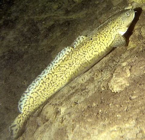 burbot: a freshwater fish, taxonomic name Lota lota, which is similar to the ling and the cusk and spawns...