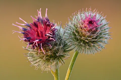 burdock: any of the species of biennial thistles in the genus Arctium