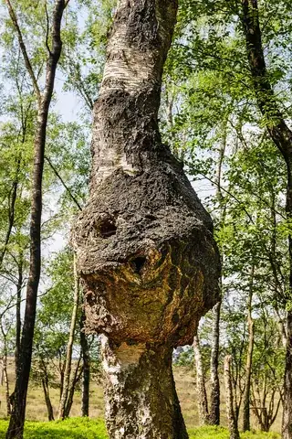 burl: a tree growth in which the grain has grown in a deformed manner; a burr knot