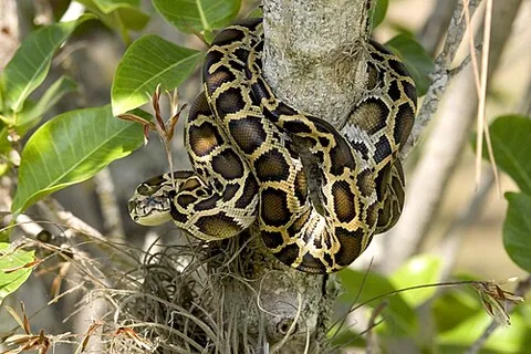 burmese python: python bivittatus, a large python native to Southeast Asia and invasive in Florida