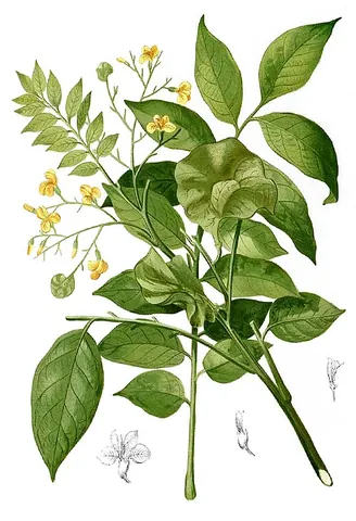 burmese rosewood: dalbergia oliveri, a southeast Asian tree and its wood, valuable for its red lumber used in...