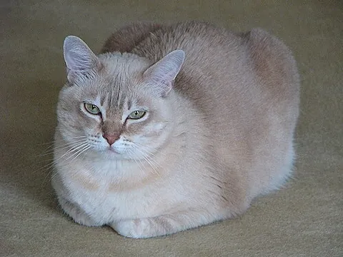 burmilla: a medium-sized shorthair domestic cat breed, originating in Great Britain