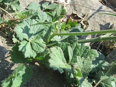 burnet saxifrage: pimpinella saxifraga, a plant of the family Apiaceae